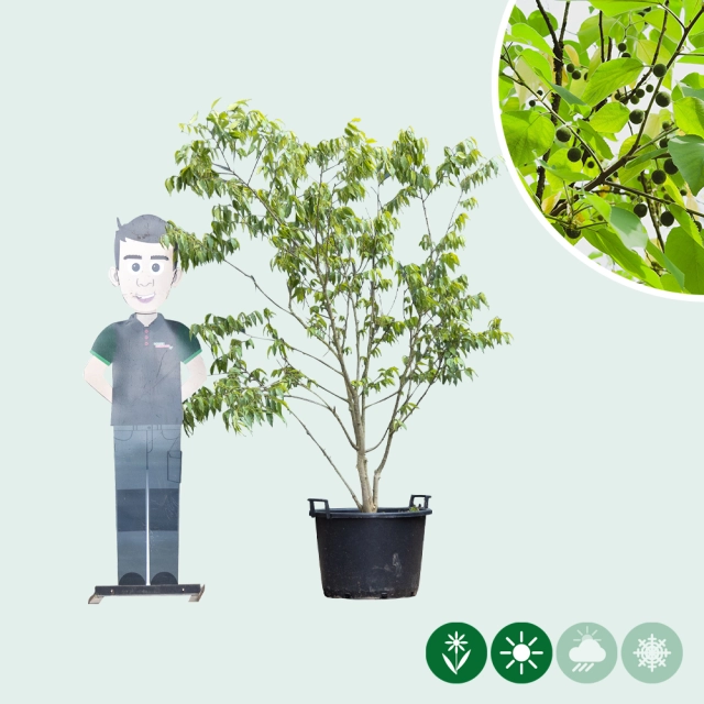 Netelboom meerstammig