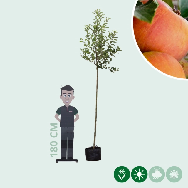 Malus d. 'Cox Orange Pippin'