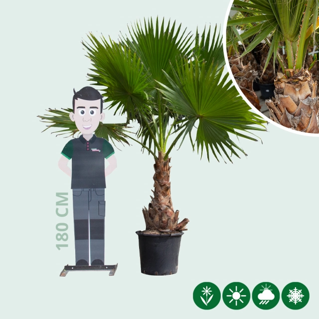 Mexicaanse waaierpalm 120 cm