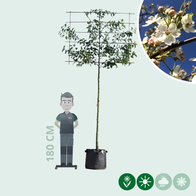 Sierpeer leiboom 200 cm