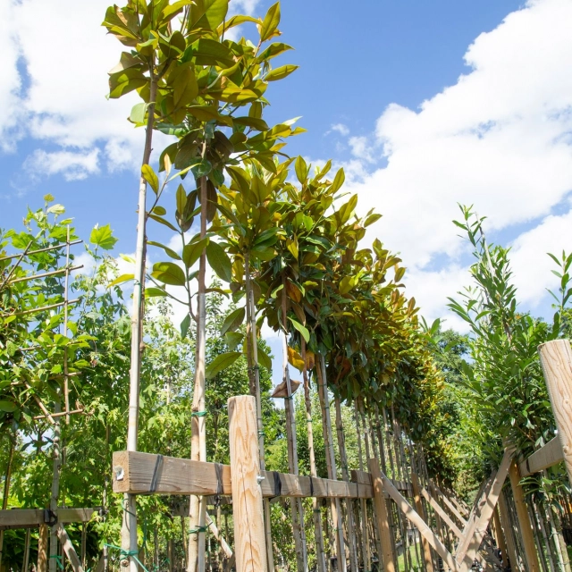 Boomsoorten: welke soort bomen kun je in je tuin zetten?