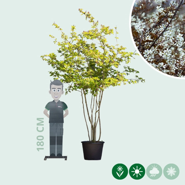 Krentenboom meerstammig