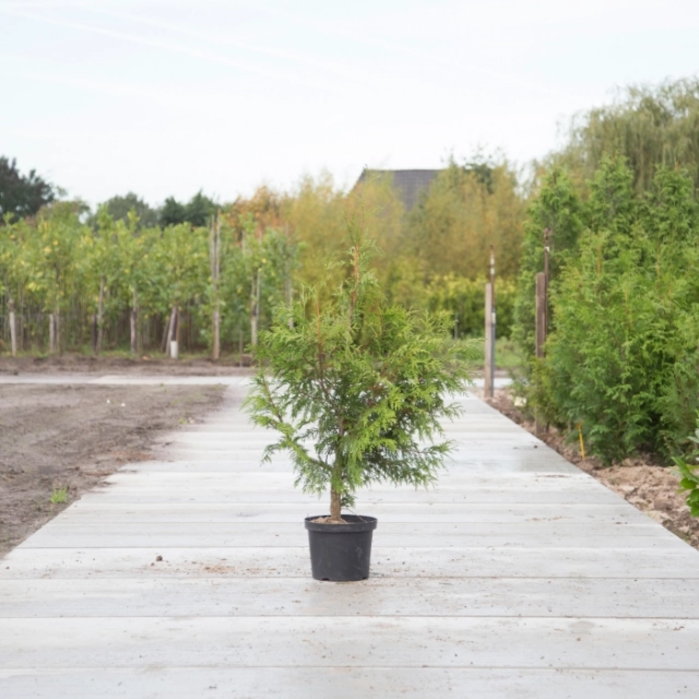 Conifeer 'Excelsa' 120 cm