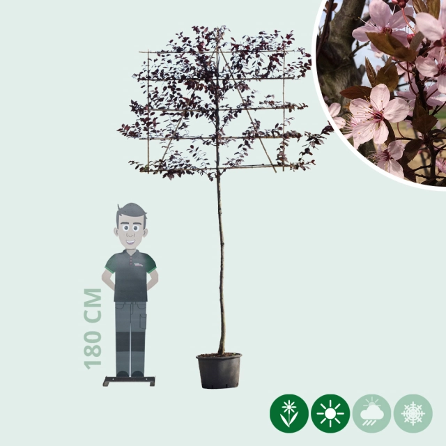 Kerspruim leiboom 180 cm