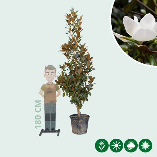 Magnolia grandiflora solitair