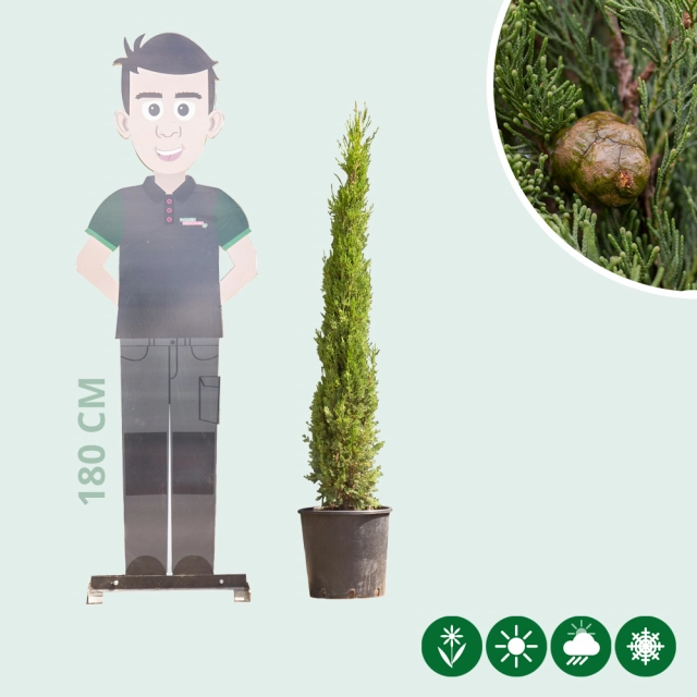Italiaanse cipresboom 125 cm