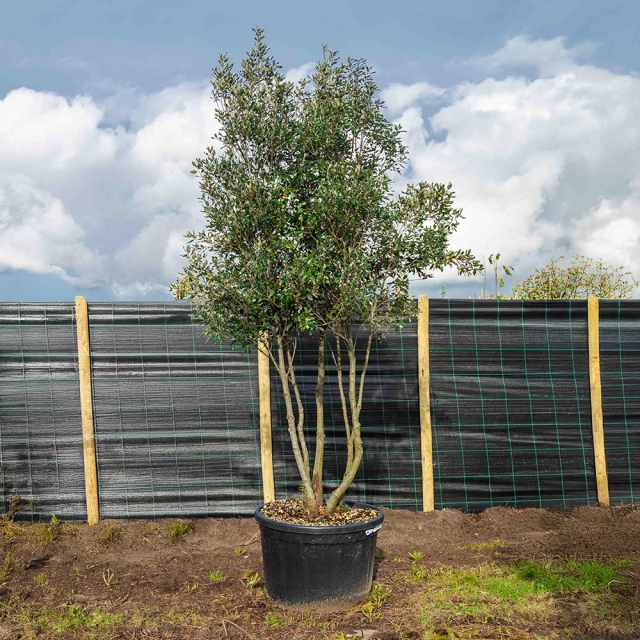 Steeneik meerstammig volgroeid #2