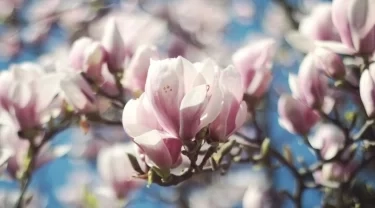 De mooiste voorjaarsbloeier van Bomenbezorgd.nl