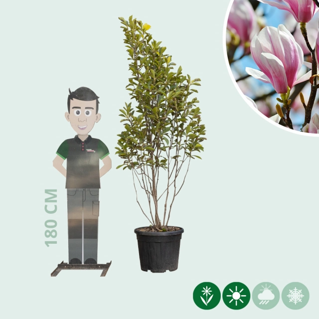 Magnolia soulangeana meerstammig