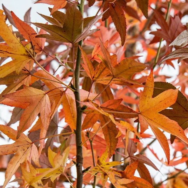 Bomen met de mooiste herfstkleuren