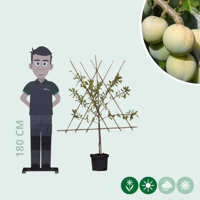 Zoete pruim 'Reine Claude d'Oullins' laagstam leiboom