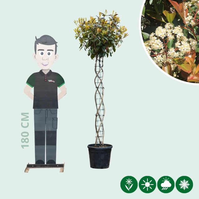 Bol Photinia spiraal