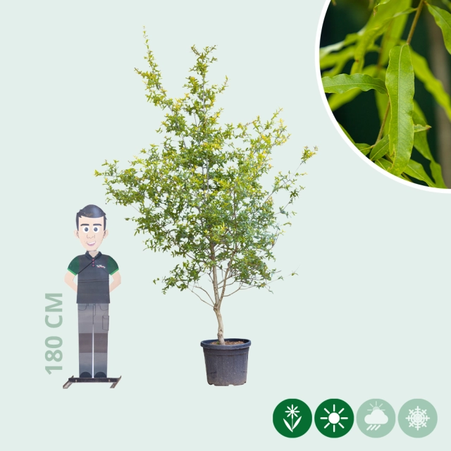 Wilgbladige eik meerstammig