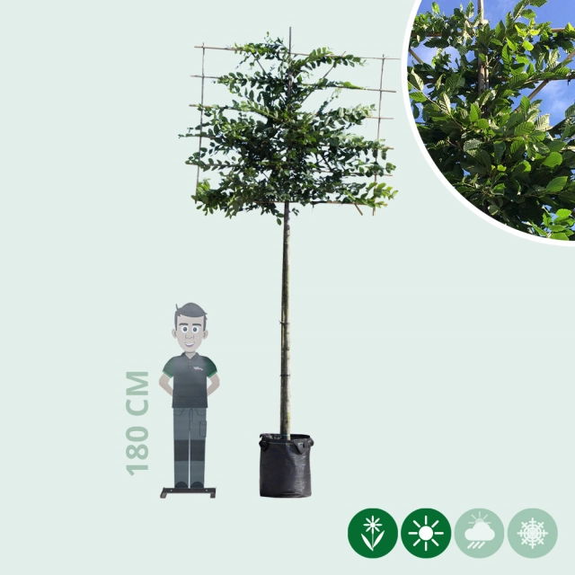 Leihaagbeuk 220 cm