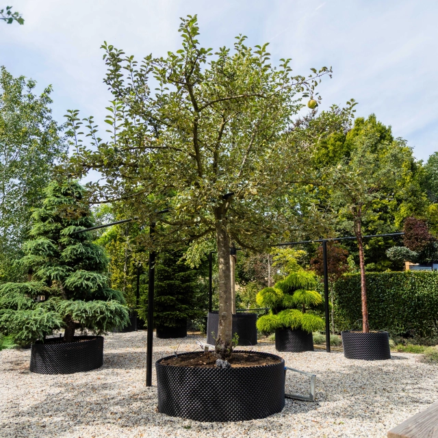 Appelboom Malus d. 'Rode Boskoop' #1