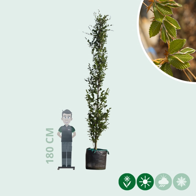Groene zuilbeuk