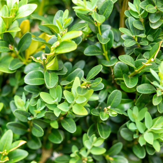 Buxus haag 80 cm