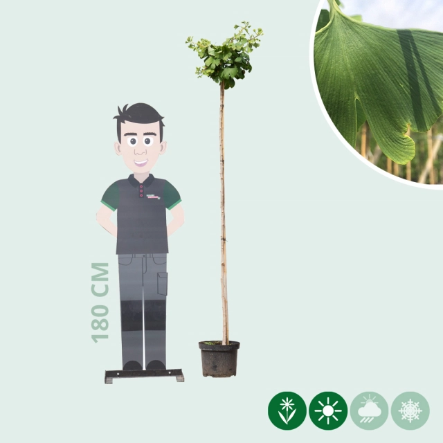 Japanse notenboom op stam 180 cm stamhoogte