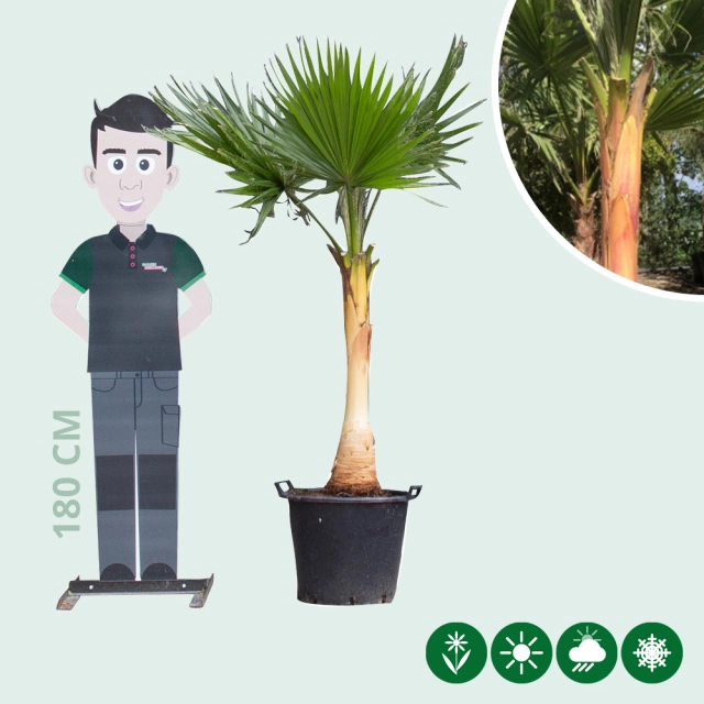 Mexicaanse waaierpalm gestripte stam