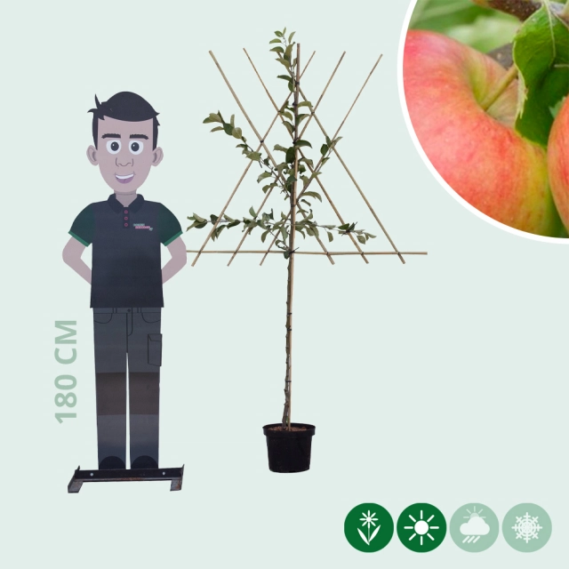 Malus d. 'Jonagold' halfstam leiboom