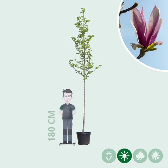 Magnolia 'Spectrum' op stam