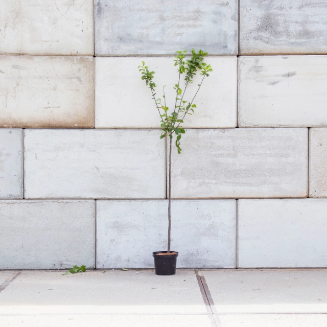 Zoete pruim 'Victoria'