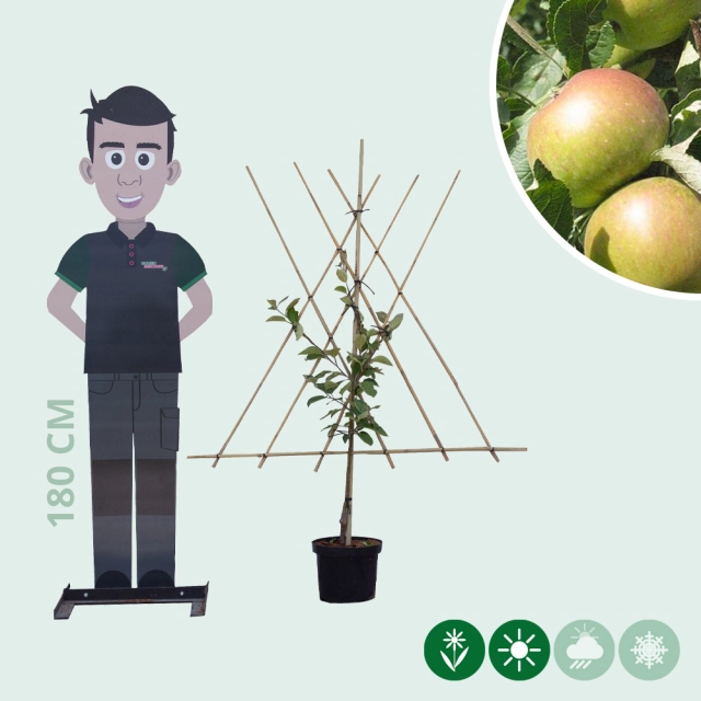 Malus d. 'James Grieve' laagstam leiboom