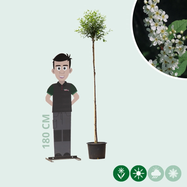 Bol sierkers 180 cm stamhoogte