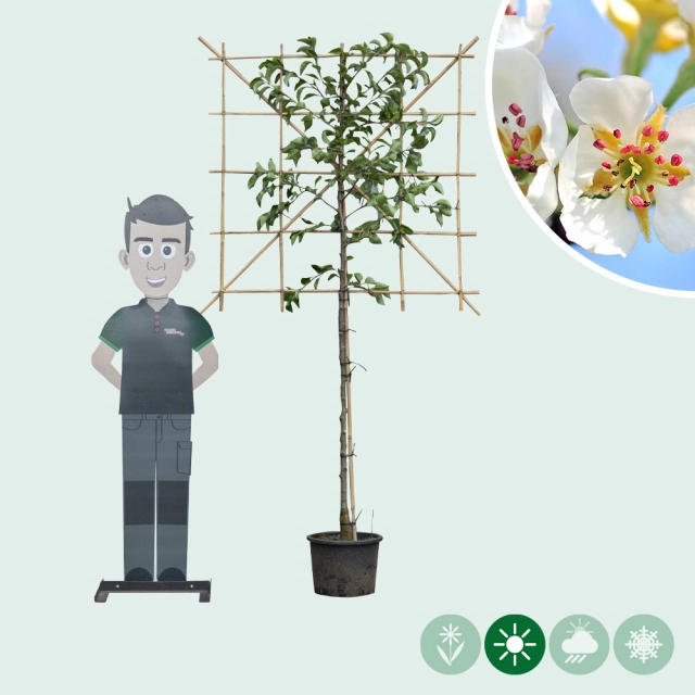 Sierpeer leiboom 120 cm (120x120)