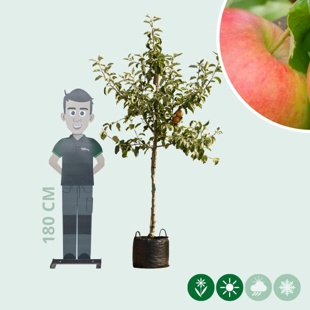 Malus d. 'Jonagold'