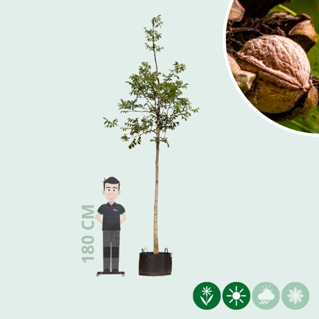 Gewone walnotenboom