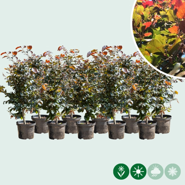 Rode beukenhaag per meter dubbele rij