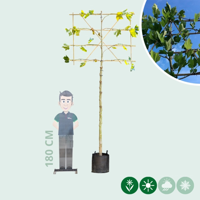 Leiplataan 240 cm