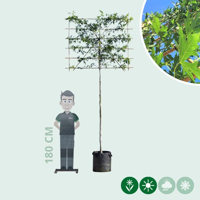 Lei amberboom 180 cm