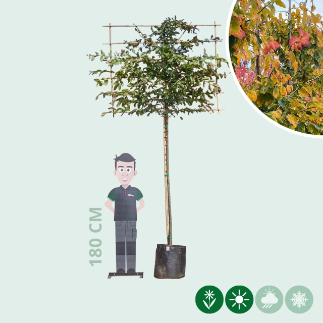 Parrotia leiboom 180 cm
