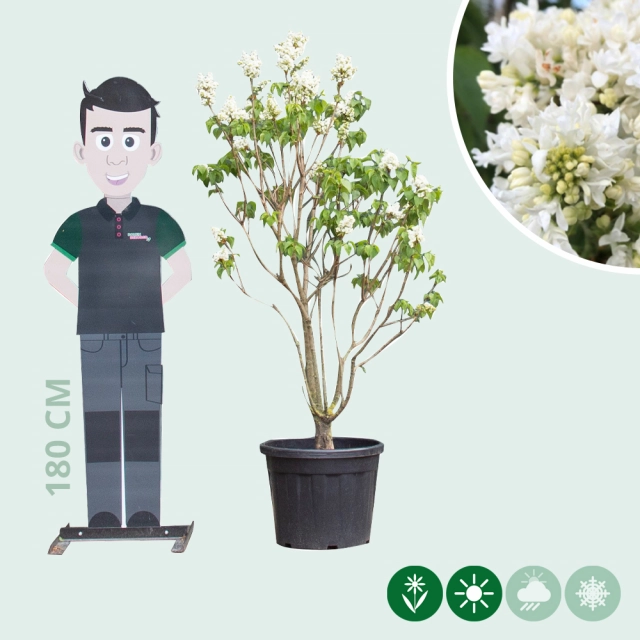 Sering 'Mme lemoine' meerstammig