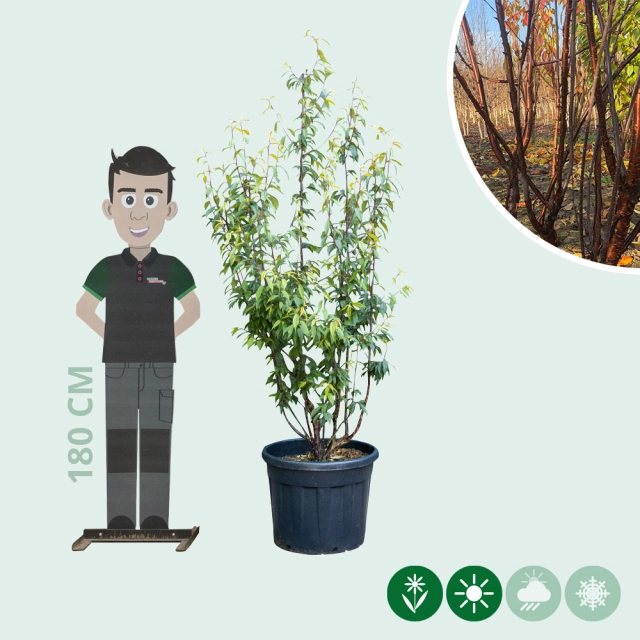 Tibetaanse sierkers meerstammig