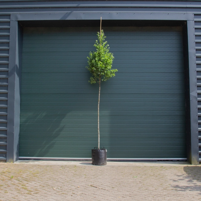 Zuil krentenboom (hoogstam)