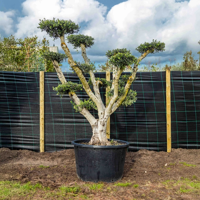 Olijfboom Pom Pom volgroeid #1