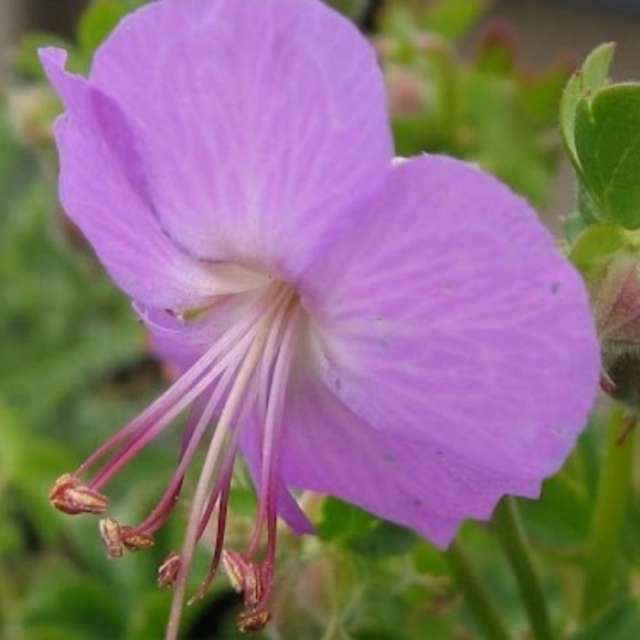 Ooievaarsbek 'Karmina'