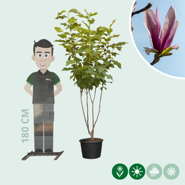 Magnolia 'Spectrum' meerstammig