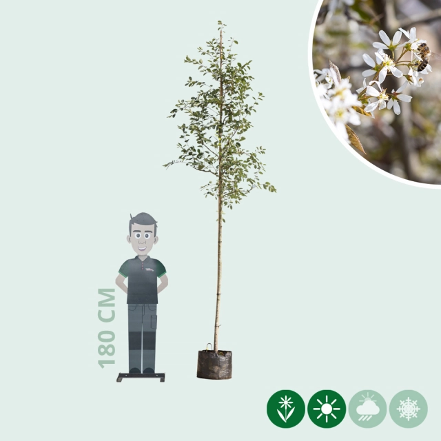 Gewone krentenboom