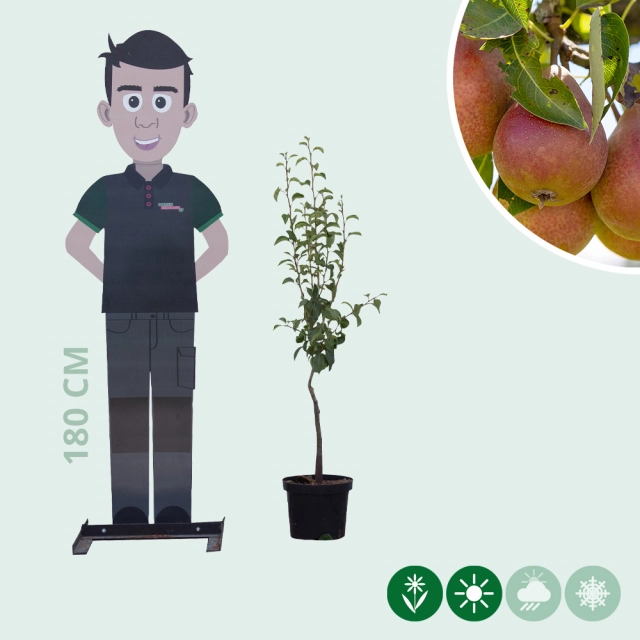 Pyrus c. 'Bonne Louise d'Avranches'