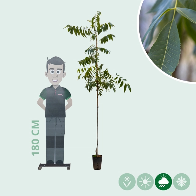 Pecannotenboom 'Western Schley'