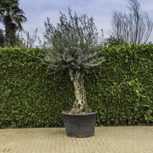 Olijfboom 'Bonsai' #99
