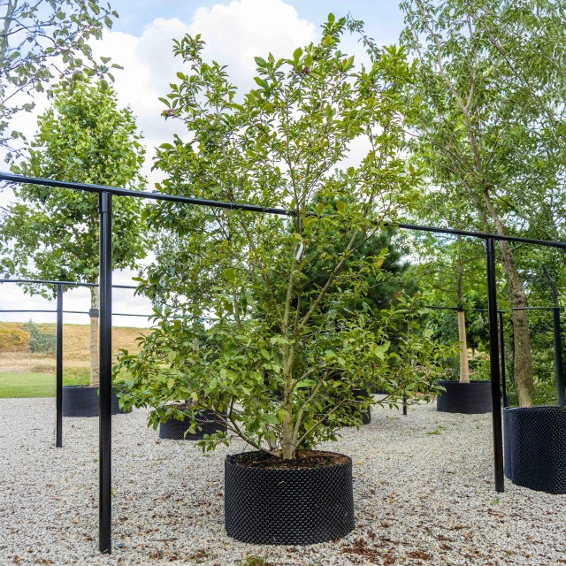 Magnolia Susan meerstammig #1