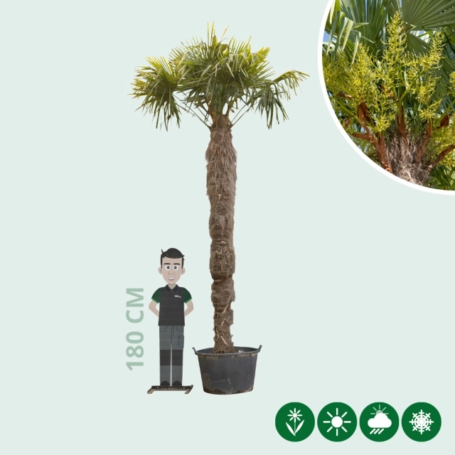 Chinese waaierpalm 300 cm stamhoogte