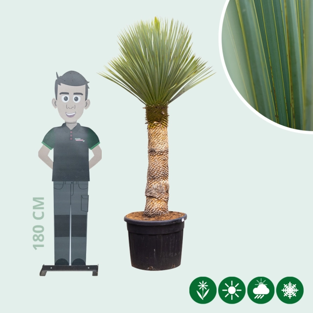 Yucca rostrata palmlelie