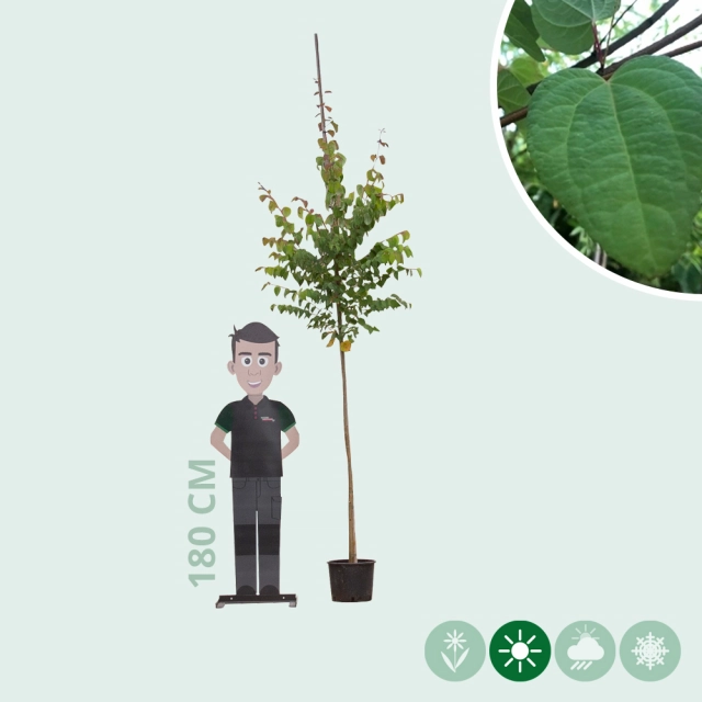 Katsuraboom hoogstam 300 cm