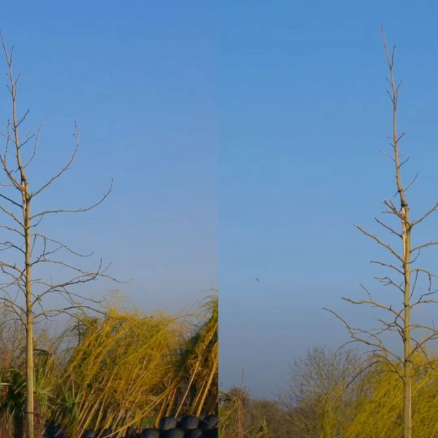Hoe snoei je het beste een amberboom?